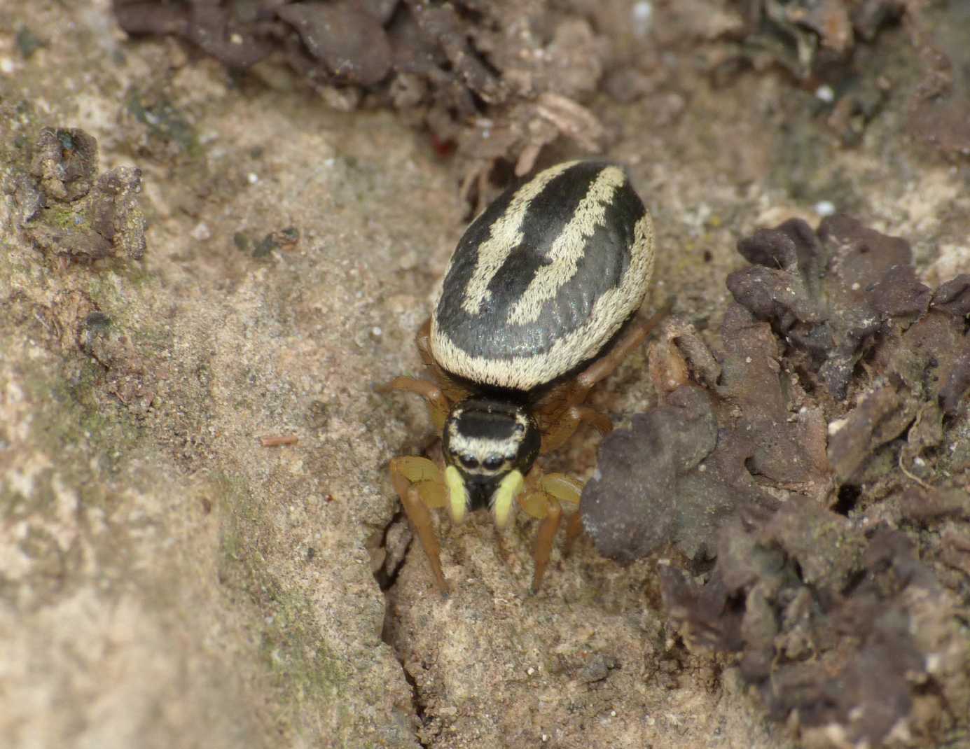 Heliophanus melinus femmina